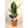 FICUS ELASTICA ROBUSTA - pianta generica