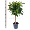FICUS ELASTICA ROBUSTA - plant generic