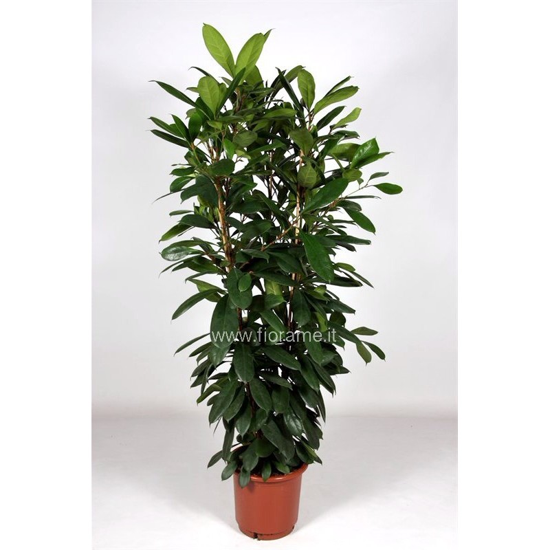 tormentil plant Creeping Tormentil - 1g
