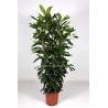 FICUS CYATHISTIPULA - pianta generica