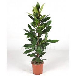 FICUS CYATHISTIPULA - pianta generica
