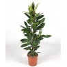 FICUS CYATHISTIPULA - pianta generica