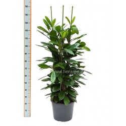 FICUS CYATHISTIPULA - pianta generica