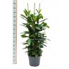 FICUS CYATHISTIPULA - pianta generica