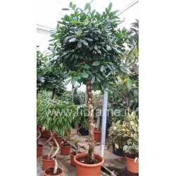 FICUS CYATHISTIPULA - pianta generica