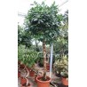 FICUS CYATHISTIPULA - pianta generica