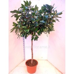 FICUS CYATHISTIPULA - pianta generica