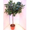 FICUS CYATHISTIPULA - pianta generica
