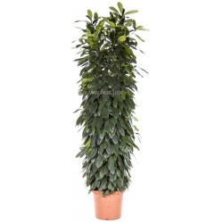 FICUS CYATHISTIPULA - pianta generica