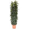 FICUS CYATHISTIPULA - pianta generica