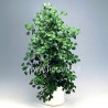 FICUS DELTOIDEA - pianta generica