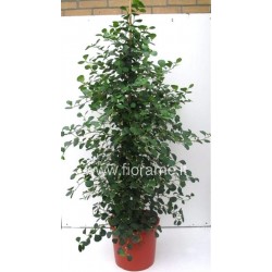 FICUS DELTOIDEA - pianta generica