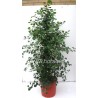 FICUS DELTOIDEA - pianta generica