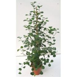 FICUS DELTOIDEA - pianta generica