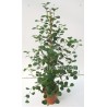 FICUS DELTOIDEA - pianta generica