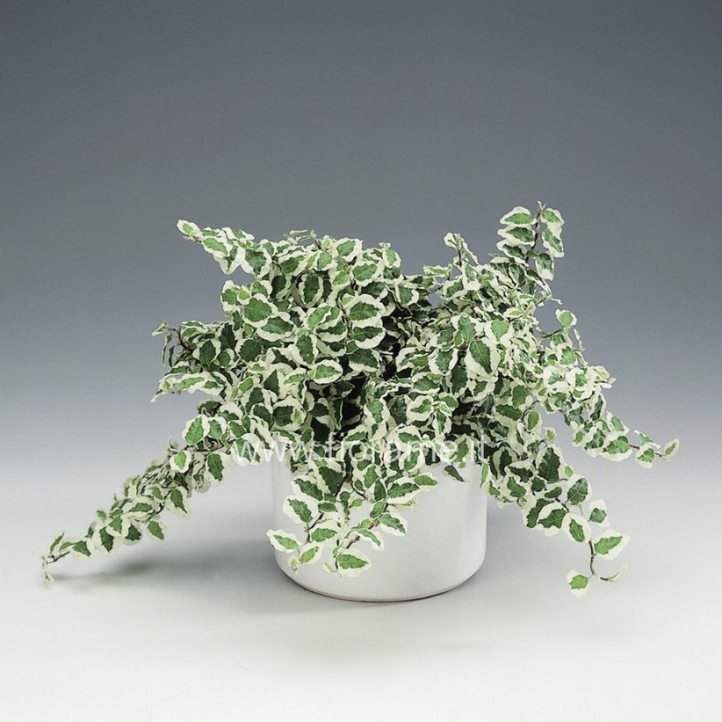 FICUS PUMILA WHITE SUNNY - pianta generica