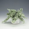 FICUS PUMILA WHITE SUNNY - pianta generica