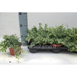 FICUS PUMILA WHITE SUNNY - pianta generica