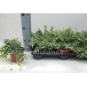 FICUS PUMILA WHITE SUNNY - pianta generica