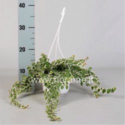 FICUS PUMILA WHITE SUNNY - pianta generica