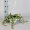 FICUS PUMILA WHITE SUNNY - pianta generica