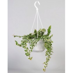 FICUS PUMILA WHITE SUNNY - pianta generica