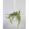 FICUS PUMILA WHITE SUNNY - pianta generica