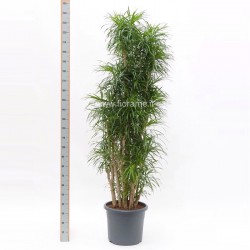 DRACAENA REFLEXA ANITA - pianta generica