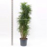 DRACAENA REFLEXA ANITA - pianta generica