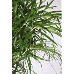 DRACAENA REFLEXA ANITA - pianta generica