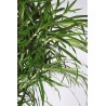 DRACAENA REFLEXA ANITA - pianta generica