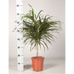 DRACAENA REFLEXA ANITA - pianta generica