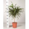 DRACAENA REFLEXA ANITA - pianta generica