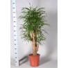 DRACAENA REFLEXA ANITA - pianta generica