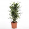 DRACAENA REFLEXA ANITA - pianta generica