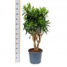 DRACAENA REFLEXA - pianta generica