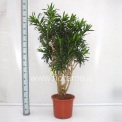 DRACAENA REFLEXA - pianta generica