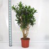 DRACAENA REFLEXA - pianta generica