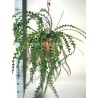 EPIPHYLLUM ANGULIGER - pianta generica