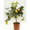 LEMON CITRUS MEYERI - plant generic