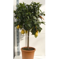 LEMON CITRUS MEYERI - plant generic