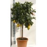 LEMON CITRUS MEYERI - plant generic