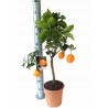 ORANGE SWEET CITRUS SINENSIS - plant generic