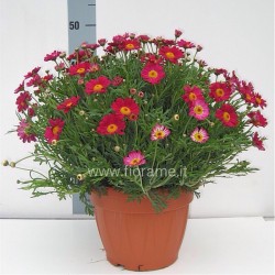 Flowering argyranthemum FRUTESCENS - plant generic