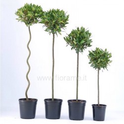ALLORO LAURUS NOBILIS - pianta generica