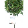ALLORO LAURUS NOBILIS - pianta generica