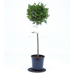 ALLORO LAURUS NOBILIS - pianta generica