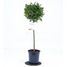 ALLORO LAURUS NOBILIS - pianta generica