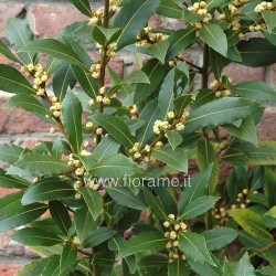 ALLORO LAURUS NOBILIS - pianta generica