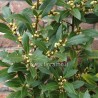 ALLORO LAURUS NOBILIS - pianta generica